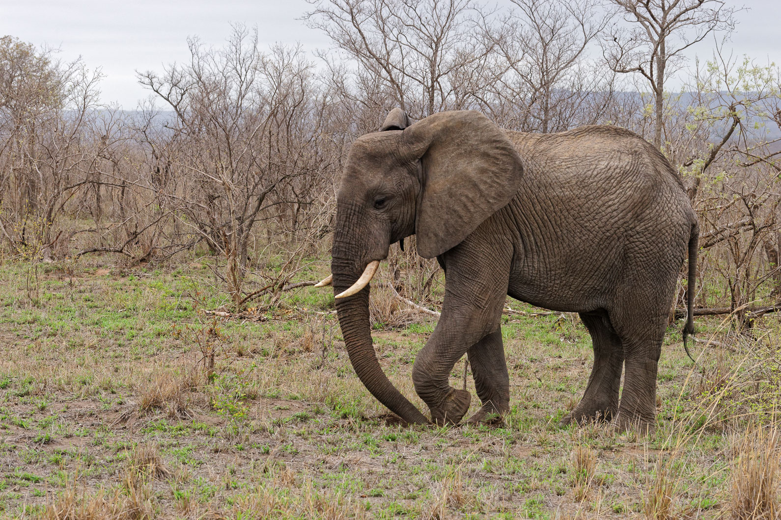 20161113 155511 Elefant